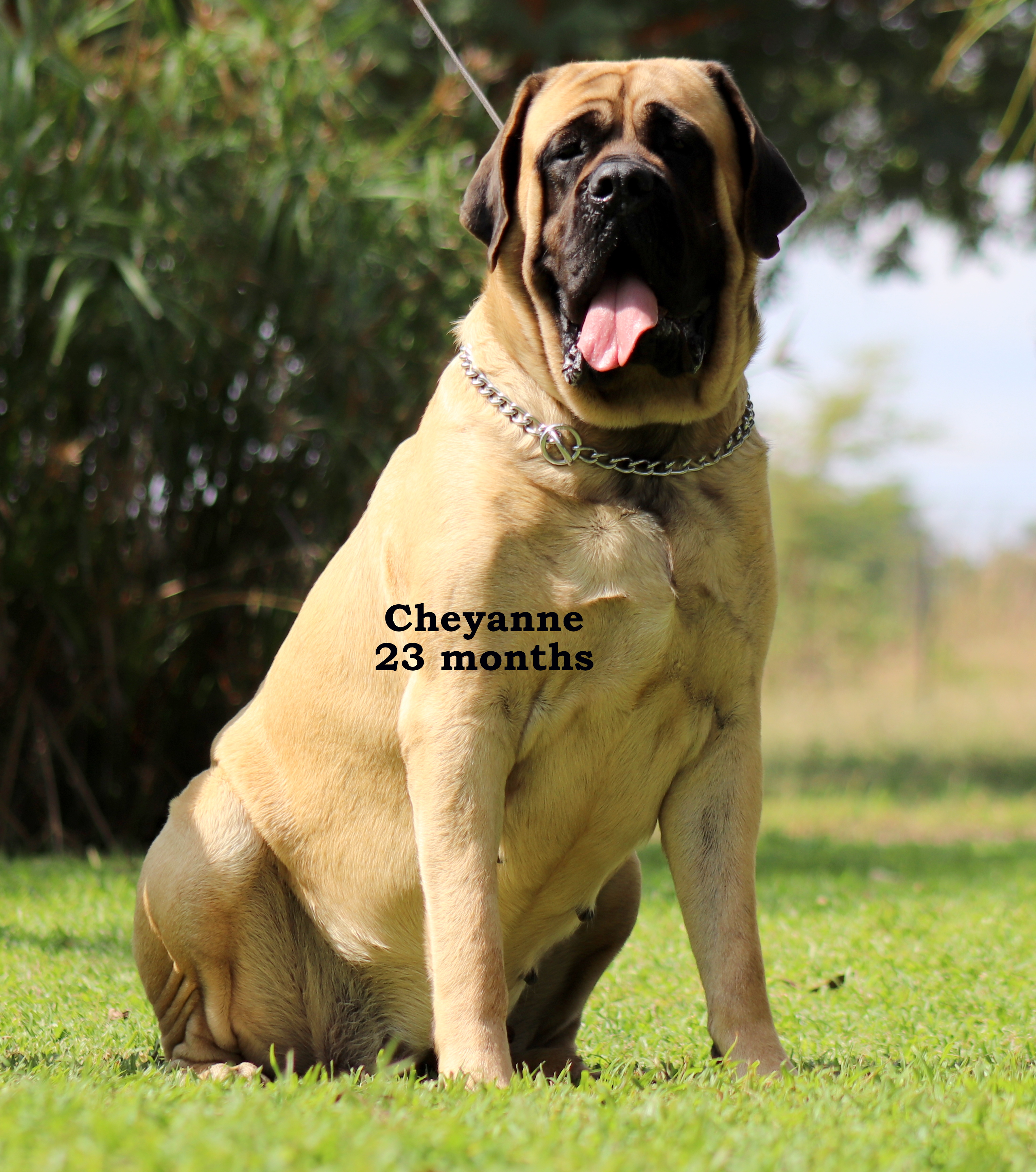 cheyanne